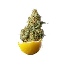 citruspebbles